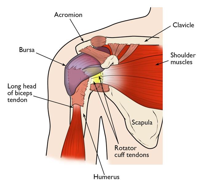 Top 5 Reasons and How to Fix Shoulder Pain